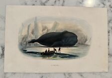 Antique Beyer & Manceau La Baleine Whale Whaling Hand Colored Engraving picture