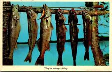 They're Always Biting Fishing Theme VTG Chrome Postcard 1965 A21 picture