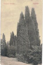 Russian Postcard Trees 1905 picture