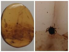 100 MILL. YEARS OLD BURMITE AMBER WITH TICK & FLY (ABR13/26) picture