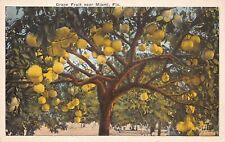 Vintage FL Florida Postcard c1920 Tropical Grapefruit Tree Orchard Miami Fruits picture