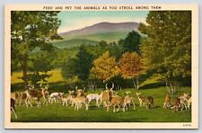 Catskill Game Farm Vintage Postcard picture