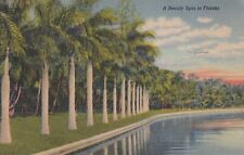 VINTAGE 1946 Postcard A Beauty Spot in Florida USA North America PALM TREES picture