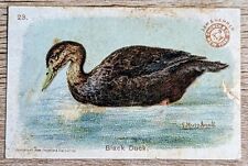 1904 J3a Church & Co Arm & Hammer Game Bird Series Black Duck SMALL Card #23 picture