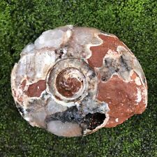 368Gr Amazing Whole Permian Ammonite calcite fossil Rough Mollusca Timor picture