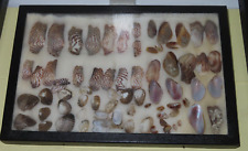Vintage Estate Seashell Collections n Large Riker Display Box Turkey Wings More picture