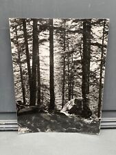 Bernard Darot AFIAP Soleil Forest Vosges Film Photograph M1489 picture