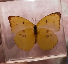 Butterfly Specimen In Resin Paperweight Gift Yellow Nature 3x3x1 inch picture