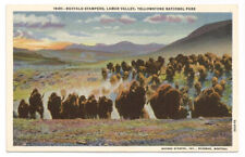 WY Postcard Yellowstone Buffalo Stampede Lamar Valley picture