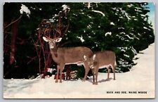 Buck Doe Maine Woods Forest Snow Winter Animals American Art Post Card Postcard picture