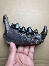170g Ice Age mammal tooth specimen Pleistocene picture