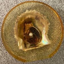 OYSTER with Pearl Paperweight Decor Encased in Resin Lucite Acrylic Plastic READ picture