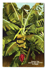 Postcard FL Banana Tree Showing Bud and Fruit in Florida picture
