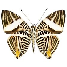 Colobura dirce black white zebra butterfly verso Costa Rica wings closed picture