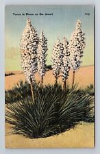 CA-California, Yucca in Bloom on the Desert, Vintage Postcard picture