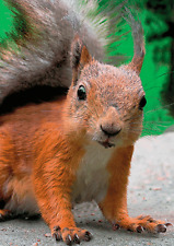 RED SQUIRREL with Hairy Ears- 3D Lenticular Postcard Greeting Card picture