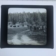Antique Glass Slide Tourists And Bear Some Mid West Clearing picture