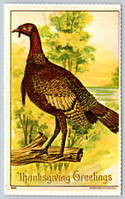 c1910s Thanksgiving Decor Greetings Turkey Wild Antique Postcard picture