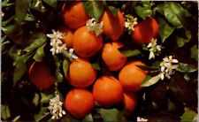 Beautiful Cluster of Orange Blossoms Vintage Chrome Postcard B25 picture