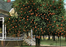 Vintage Postcard Orange Tree on the Front Lawn of a House Residence Florida FL picture