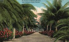 Postcard FL Florida Avenue of Hibiscus Bushes & Cocoanut Palms Vintage PC f114 picture