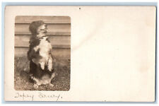 Postcard Scene of Collie Dog Standing Trick c1910 Posted Velox RPPC Photo picture