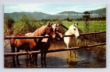 Horses at the Waterhole Farm Sunbury Ohio OH Chrome Postcard picture
