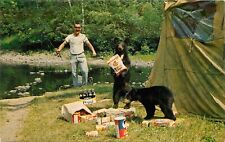 Postcard 1968 Camping bear raid food Humor who's after whose Porridge? 23-3222 picture