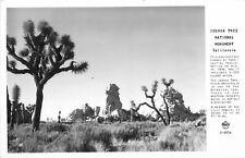 Postcard RPPC 1940s California Joshua Tree National Monument Frasher CA24-562 picture