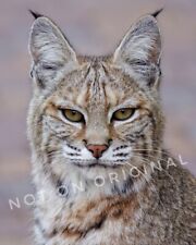 New Color HD PHOTO of a Beautiful BOBCAT in High Definition Big Cats 🐈  picture