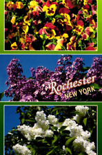 Lilac Festival Rochester New York Flowers Vintage Postcard Card picture