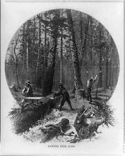 Lumberjacks felling trees & sawing then into logs; Minnesota; 1870 picture