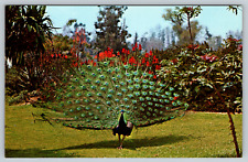 c1960s Los Angeles Arboretum Arcadia California Peacock Vintage Postcard picture