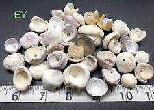 Hawaiian Puka Shells - Bulk Puka Shells - Assorted Sizes picture