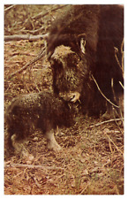 Vintage Domestic Musk Oxen College Alaska Postcard c1973 Chrome picture