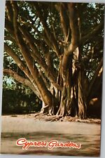 Cypress Garden Tree picture