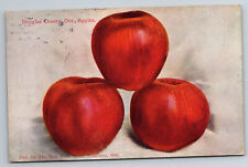 Vintage Postcard OR Douglas County Apples c1912 -*4457 picture