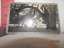 MONOCHROME POST CARD, SHOWS THE HOOKER OAK, CHICO, CALIFORNIA-UNPOSTED picture