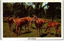 Vintage Postcard - Penfield PA Pennsylvania Deer Grazing picture