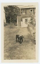 Vintage Photo American English Bulldog Bow Black White Garden Brick Home 1930s picture