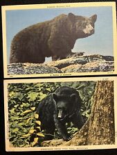 Lot Of 2 Bear Post Cards Michigan Wyoming picture