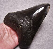 MEGALODON Shark Tooth 5 3/16
