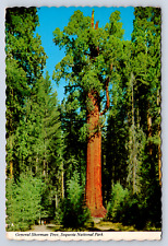 Vintage Postcard General Sherman Tree Sequoia National Park 1980 picture