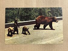Postcard American Black Bear With Cubs Vintage Animal PC picture