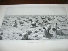 1897 Art Print - SHOCKING WHEAT Farm Farming Thresh Shock LABOR picture