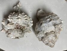 Lot Of 2 Vintage Natural Conch Seashells picture