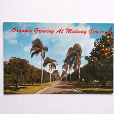 Vintage Postcard Oranges Growing at Midway Groves Florida Unposted picture