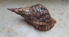 charonia tritonis trumpet conch sea snail 205  mm red sea shell super glossy picture