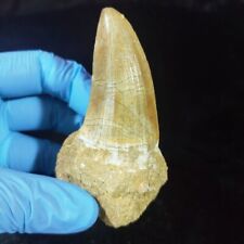 Top Rare 2.7 Inch Huge Tylosaurus sp (Mosasaur) Tooth Late Cretaceous picture