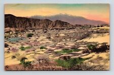 Desert Verbena Mountains Antique Postcard UNP Unused DB Handcolored picture